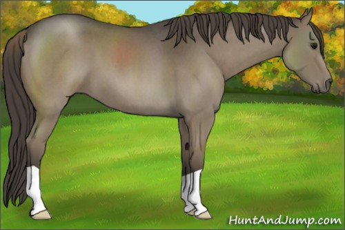 Horse Color:Smoky Blue Roan 