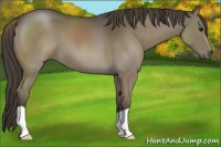 Horse Color:Smoky Blue Roan