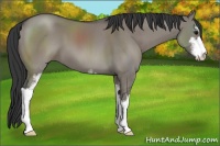 Horse Color:Grullo Sabino 