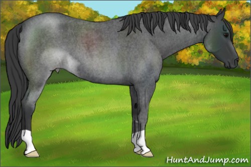 Horse Color:Blue Roan 