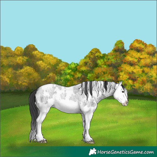 Horse Color:White Spotted Blue Roan Splash