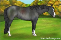 Horse Color:Black Sabino Rabicano 