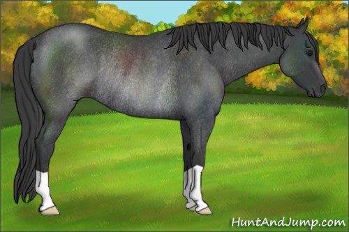 Horse Color:Blue Roan Rabicano 