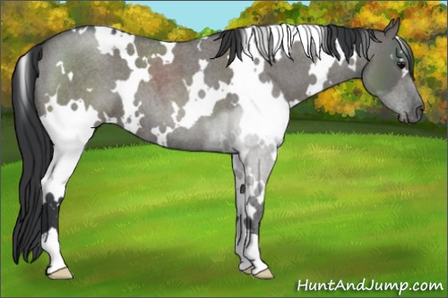 Horse Color:White Spotted Grullo Roan 