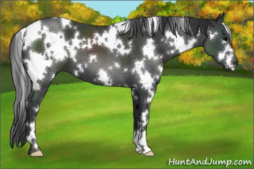 Horse Color:White Spotted Black 