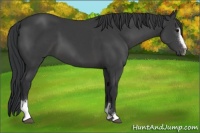 Horse Color:Black Sabino 
