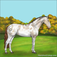 Horse Color:White Spotted Brown Pearl Dun Appaloosa 