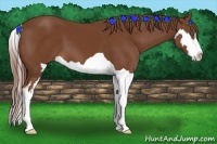 Horse Color:Chestnut Splash Frame