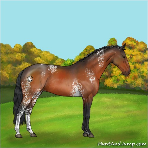 Horse Color:White Spotted Brown Sabino Rabicano 
