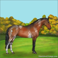Horse Color:White Spotted Brown Sabino Rabicano 