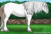 Horse Color:Red Roan Sabino Splash Appaloosa 