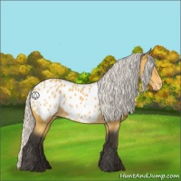 Horse Color:Silver Buckskin Sabino Appaloosa 