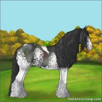 Horse Color:White Spotted Black Tobiano 