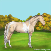 Horse Color:Silver Buckskin Pearl Tobiano Appaloosa 