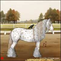 Horse Color:Chestnut Appaloosa