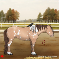 Horse Color:White Spotted Amber Champagne 