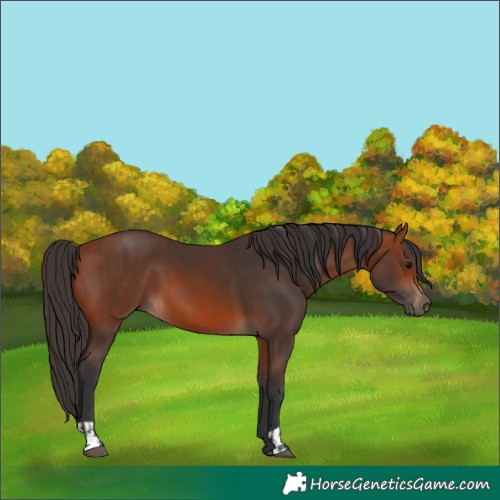 Horse Color:Brown  and Bay 