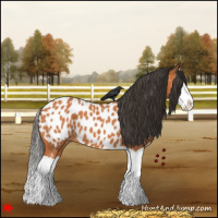 Horse Color:Bay Splash Appaloosa