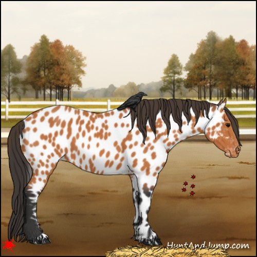 Horse Color:Bay Appaloosa 
