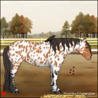Horse Color:Bay Appaloosa 
