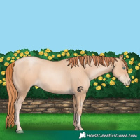 Horse Color:Gold Champagne Pearl Rabicano and Sable Champagne Pearl Rabicano