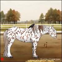 Horse Color:Chestnut Appaloosa 