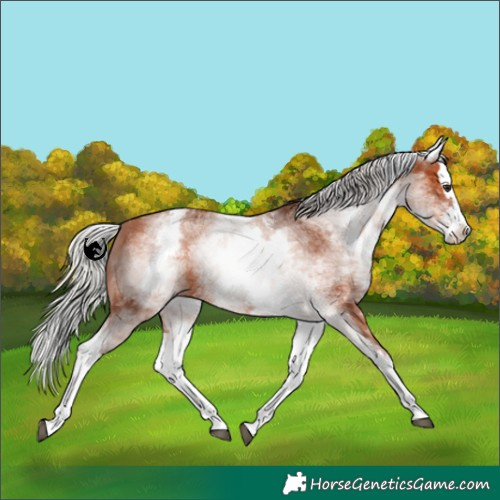 Horse Color:White Spotted Silver Bay Sabino Splash 