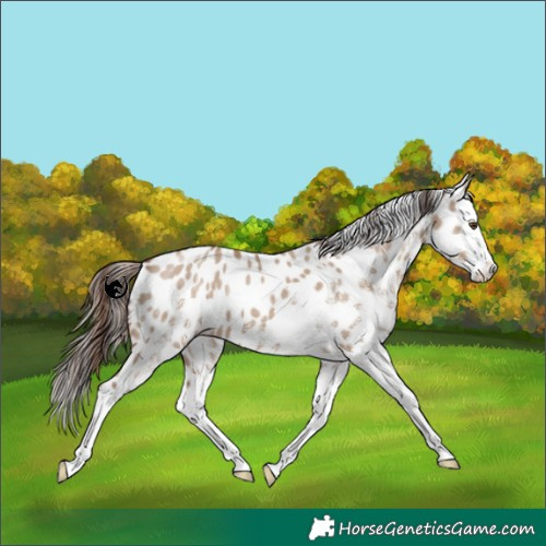 Horse Color:White Spotted Classic Champagne Dun Splash Appaloosa 