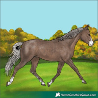 Horse Color:Silver Black Sabino 