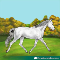 Horse Color:Silver Smoky Grullo Sabino Splash 