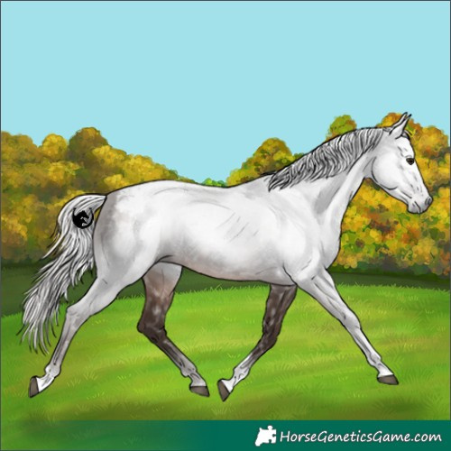 Horse Color:Gray Silver Black Tobiano Blanket Rabicano