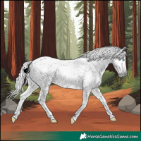 Horse Color:Gray White Spotted Silver Sable Champagne Dun Splash Tobiano 