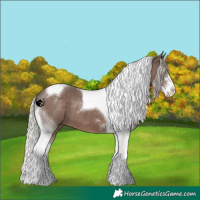 Horse Color:Silver Black Sabino Tobiano 