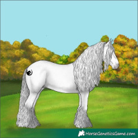 Horse Color:Gray White Spotted Classic Champagne Dun Sabino 