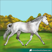 Horse Color:Gray Silver Black Sabino Tobiano Rabicano 
