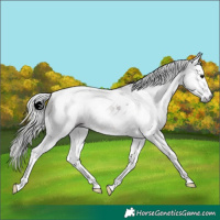 Horse Color:Gray Silver Black Splash Tobiano Rabicano 