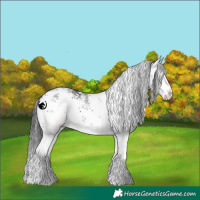 Horse Color:White Spotted Black Sabino Splash 
