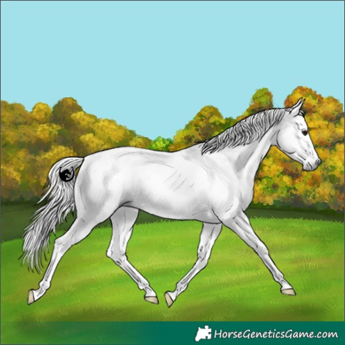 Horse Color:Gray White Spotted Silver Black Splash Tobiano Rabicano