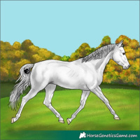 Horse Color:Gray White Spotted Silver Black Splash Tobiano Rabicano 