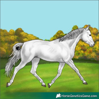 Horse Color:Gray Silver Black Tobiano Rabicano 