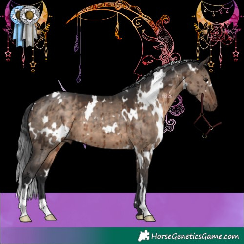 Horse Color:White Spotted Brown Dun Brindle