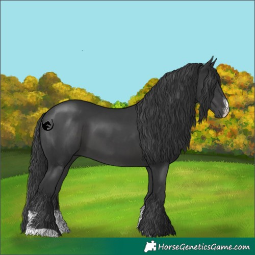 Horse Color:Black Sabino 