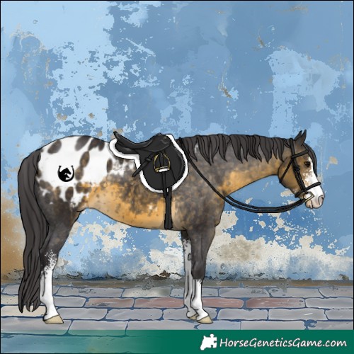 Horse Color:Buckskin Sabino Blanket