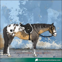 Horse Color:Buckskin Sabino Blanket 