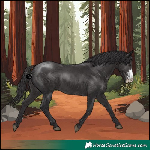 Horse Color:Smoky Black Sabino 