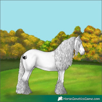 Horse Color:Gray White Spotted Silver Black Sabino 