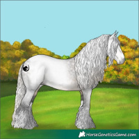Horse Color:Gray Silver Smoky Black Sabino Appaloosa