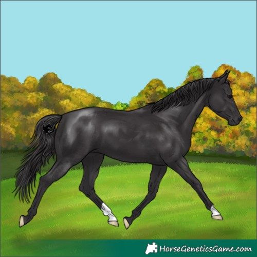 Horse Color:Smoky Black 