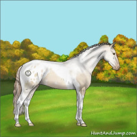 Horse Color:Grullo Pearl Sabino Tobiano Appaloosa 