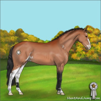 Horse Color:Bay Sabino 